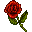 Red Rose