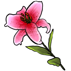 stargazer-lily-image.png