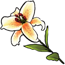 white-lily-image.png