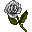 White Rose