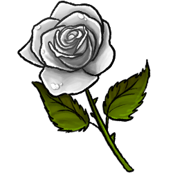 white-rose-image.png