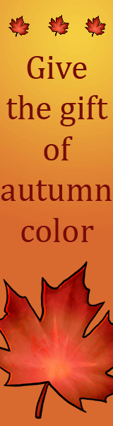 Bright red fall leaves on a yellow and gold background. Text reads: Give the gift of autumn color